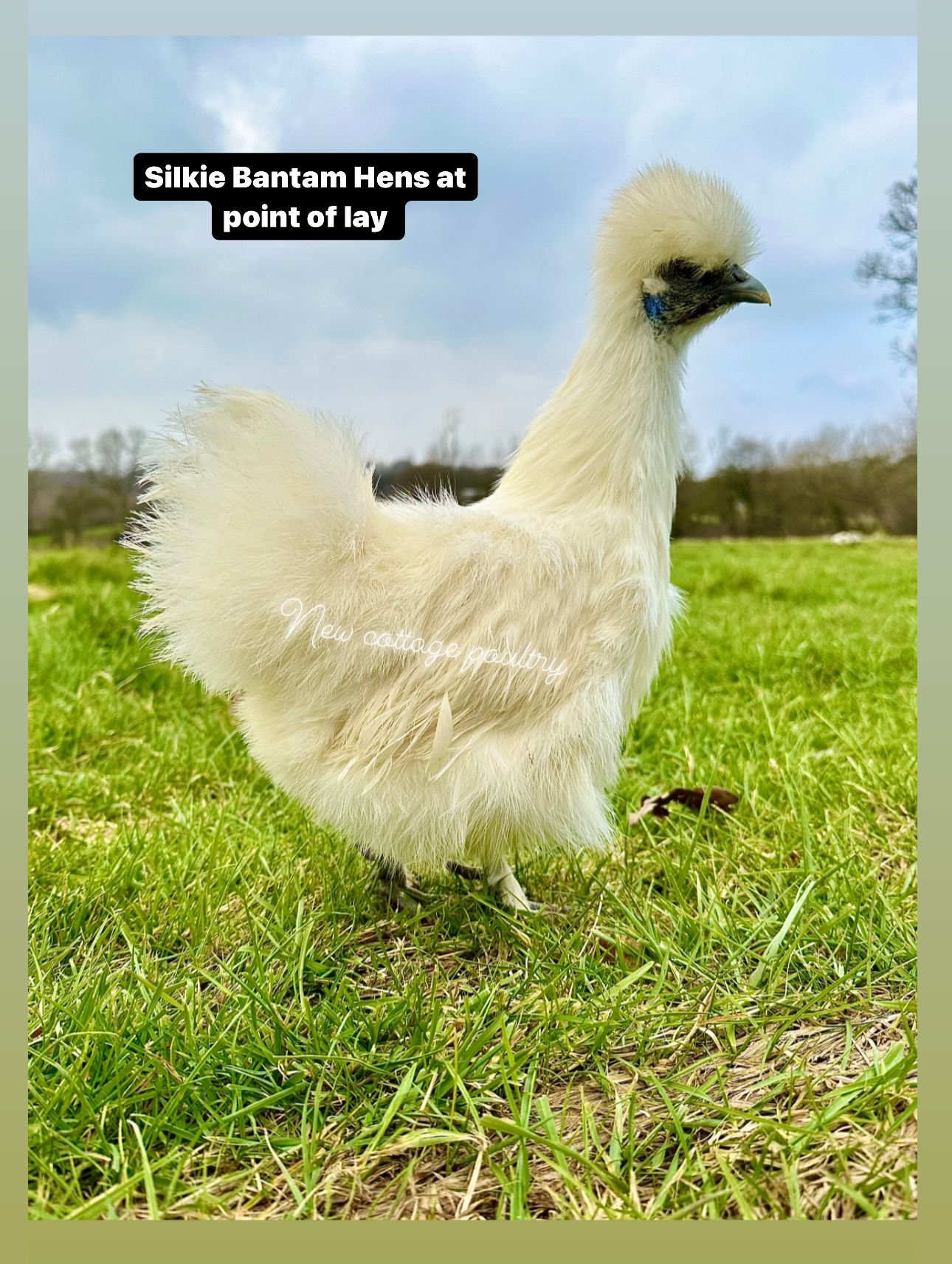 Bantams – New Cottage Poultry