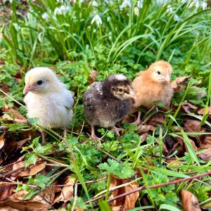 Easter Eggers. Hybrid Hens Hatching Eggs