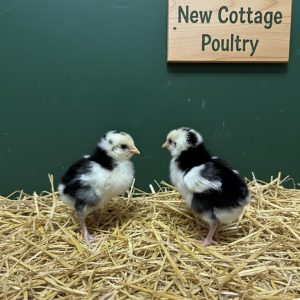 Exchequer Leghorn Hatching Eggs