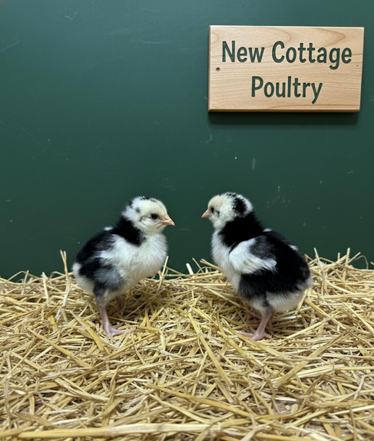 Exchequer Leghorn Hatching Eggs