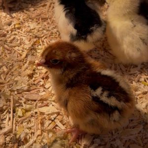 Gold Laced Barnevelder Hatching Eggs