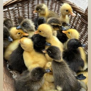 Indian Runner Duck Hatching Eggs