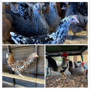 Mix Coloured Leghorn Hatching Eggs