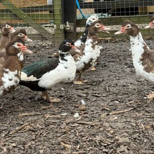 Mix Coloured Muscovy Duck Hatching Eggs