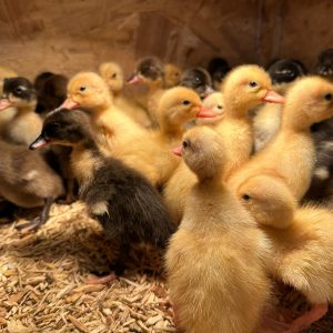 Mixed breed Duck Hatching Eggs