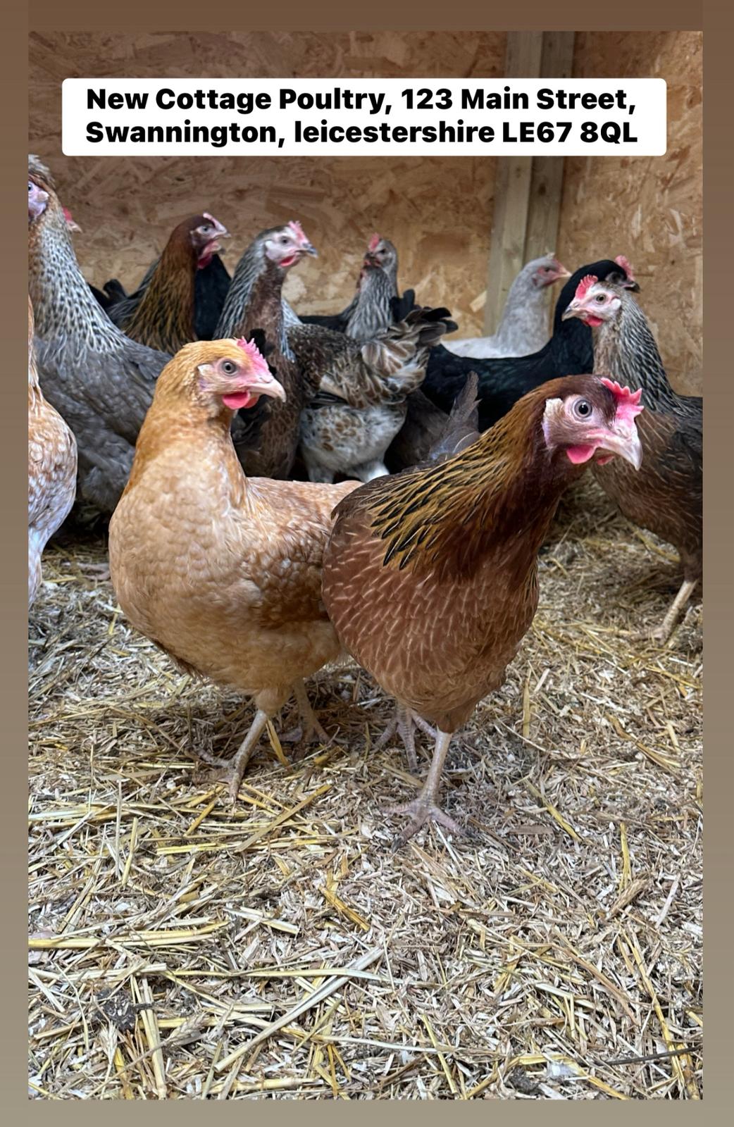 Mixed Hybrid Hatching Eggs.