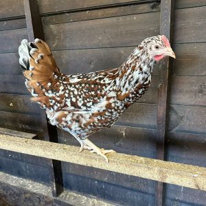 Mottled Leghorn Hatching Eggs