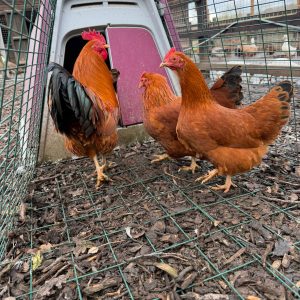 New Hampshire Red Bantam Hatching Eggs