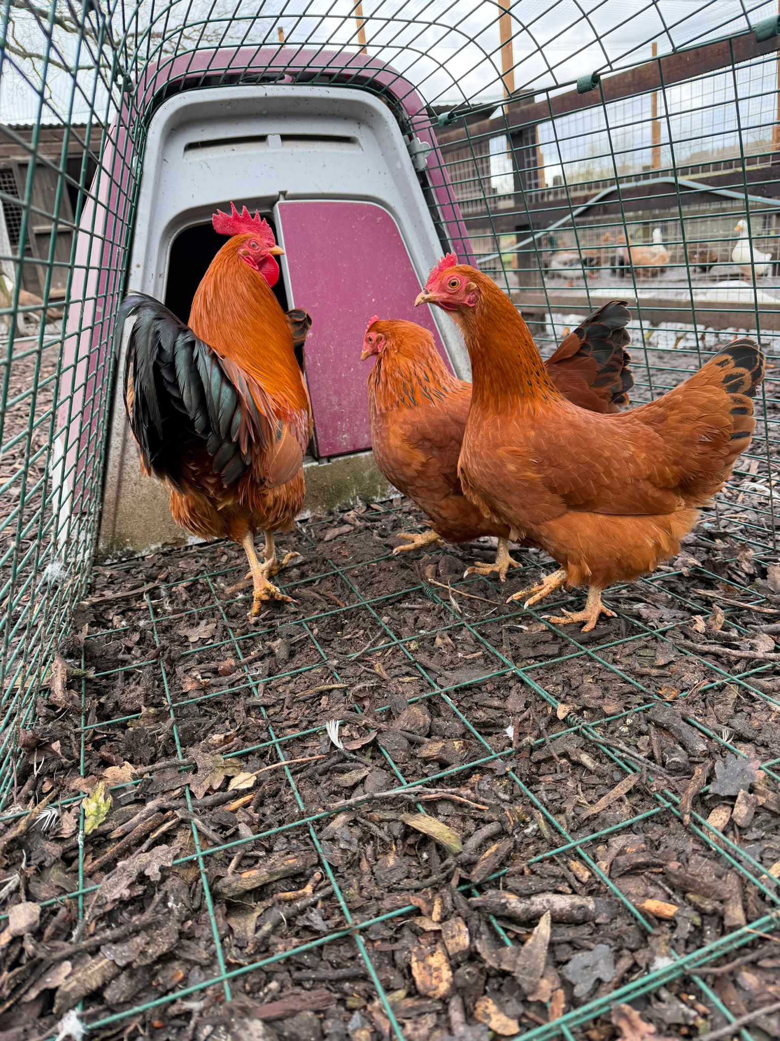 New Hampshire Red Bantam Hatching Eggs
